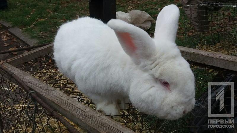 %d0%ba%d1%80%d0%be%d0%bb%d0%b8%d0%ba%d0%b8 %d0%bf%d1%82%d0%b8%d1%86%d1%8b