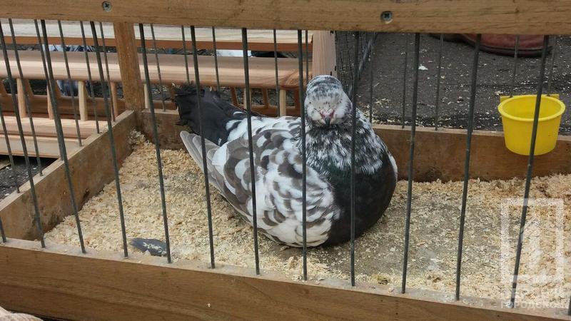 %d0%bf%d1%82%d0%b8%d1%86%d1%8b 11