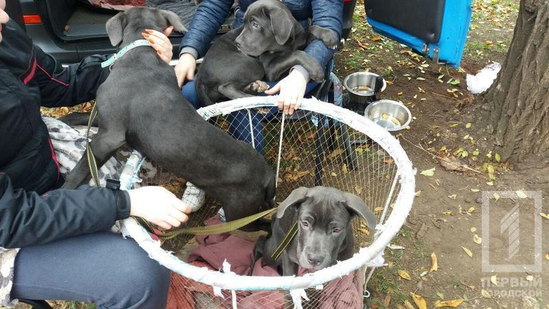 %d0%bf%d1%82%d0%b8%d1%86%d1%8b %d1%81%d0%be%d0%b1%d0%b0%d0%ba%d0%b8