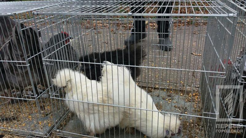 %d0%bf%d1%82%d0%b8%d1%86%d1%8b 12