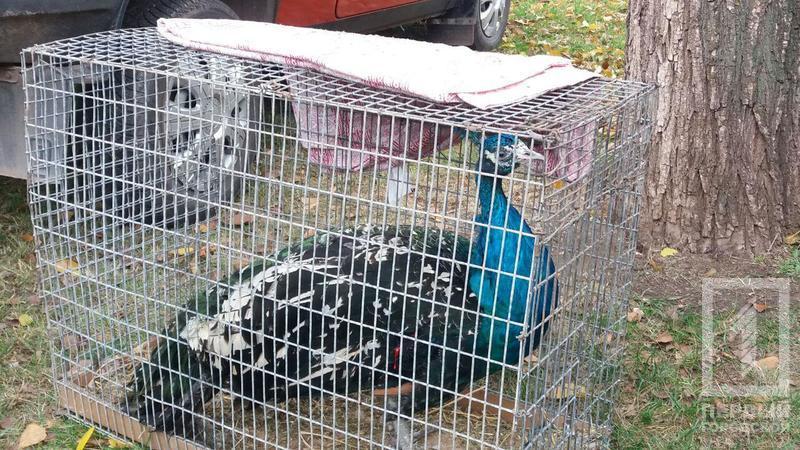 %d0%bf%d1%82%d0%b8%d1%86%d1%8b %d0%bf%d0%b0%d0%b2%d0%bb%d0%b8%d0%bd