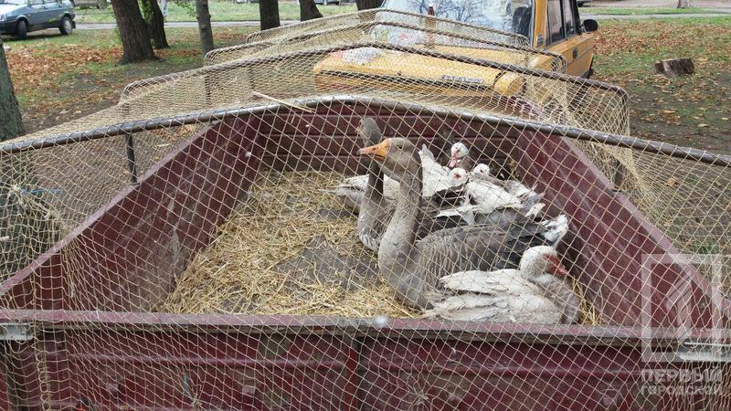 %d0%bf%d1%82%d0%b8%d1%86%d1%8b 7