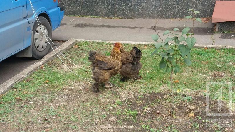 %d0%bf%d1%82%d0%b8%d1%86%d1%8b 2