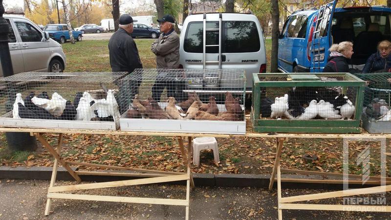 %d0%bf%d1%82%d0%b8%d1%86%d1%8b 8