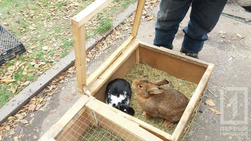 %d0%bf%d1%82%d0%b8%d1%86%d1%8b %d0%ba%d1%80%d0%be%d0%bb%d0%b8%d0%ba%d0%b8