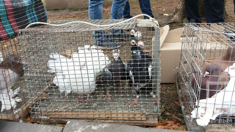 %d0%bf%d1%82%d0%b8%d1%86%d1%8b 5