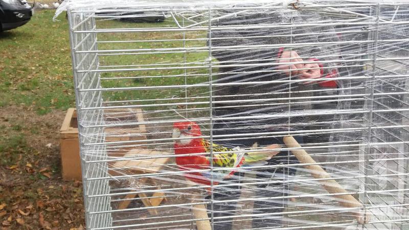 %d0%bf%d1%82%d0%b8%d1%86%d1%8b 4