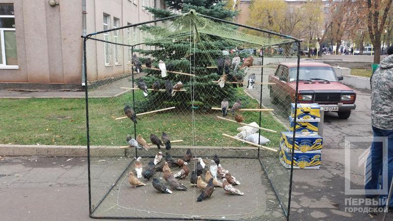 %d0%bf%d1%82%d0%b8%d1%86%d1%8b 10