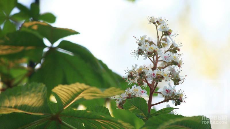 %d0%b4%d0%b5%d1%80%d0%b5%d0%b2%d1%8c%d1%8f