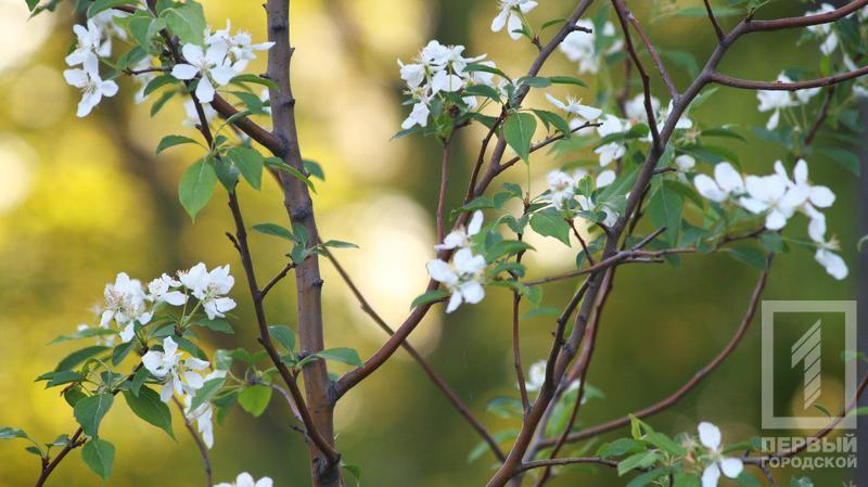 %d0%b4%d0%b5%d1%80%d0%b5%d0%b2%d1%8c%d1%8f1