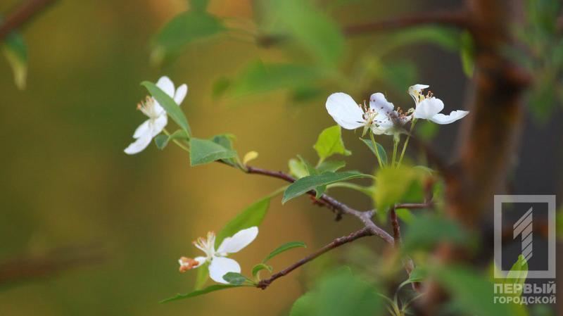 %d0%b4%d0%b5%d1%80%d0%b5%d0%b2%d1%8c%d1%8f4