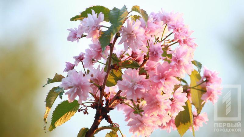 %d0%b4%d0%b5%d1%80%d0%b5%d0%b2%d1%8c%d1%8f5