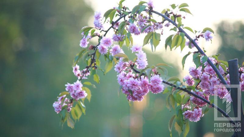 %d0%b4%d0%b5%d1%80%d0%b5%d0%b2%d1%8c%d1%8f6