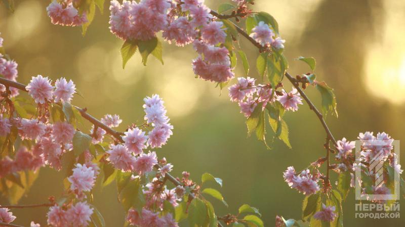 %d0%b4%d0%b5%d1%80%d0%b5%d0%b2%d1%8c%d1%8f9