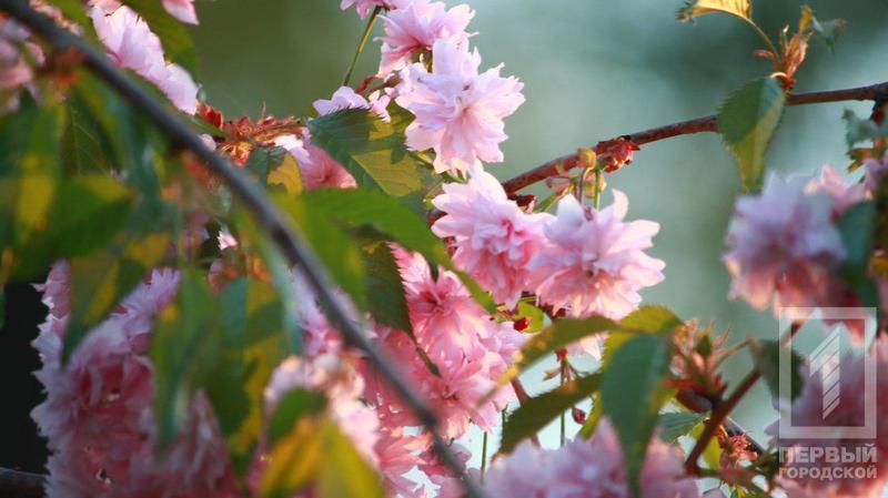 %d0%b4%d0%b5%d1%80%d0%b5%d0%b2%d1%8c%d1%8f11