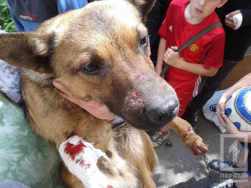 %d1%81%d0%be%d0%b1%d0%b0%d0%ba%d0%b0