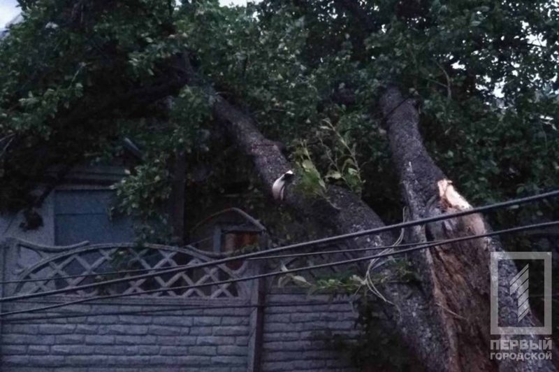 %d0%b2%d0%b5%d1%82%d0%b5%d1%80 %d0%b4%d0%b5%d1%80%d0%b5%d0%b2%d0%be3