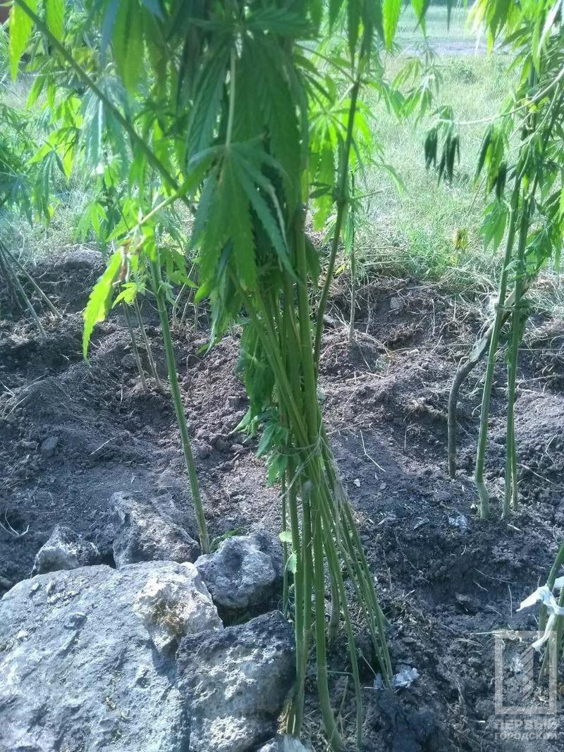 %d0%ba%d0%be%d0%bd%d0%be%d0%bf%d0%bb%d1%8f2