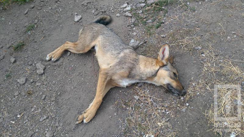 %d1%81%d0%be%d0%b1%d0%b0%d0%ba%d0%b81