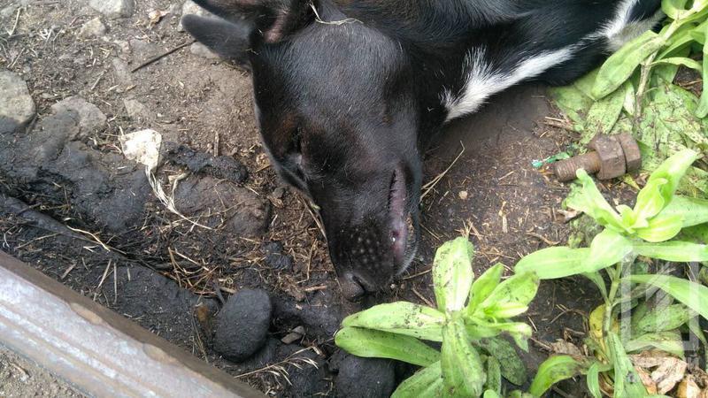 %d1%81%d0%be%d0%b1%d0%b0%d0%ba%d0%b82