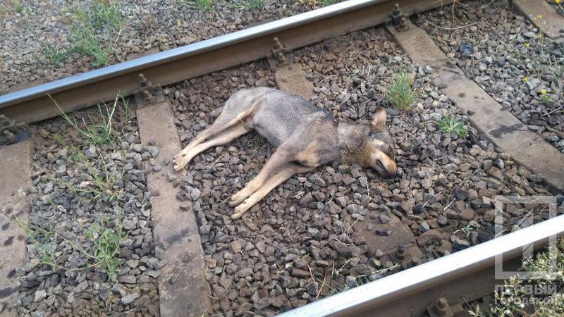 %d1%81%d0%be%d0%b1%d0%b0%d0%ba%d0%b83