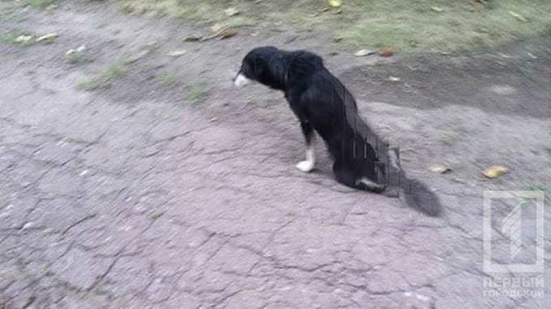 %d0%bf%d1%91%d1%81%d0%b8%d0%ba%d0%b81