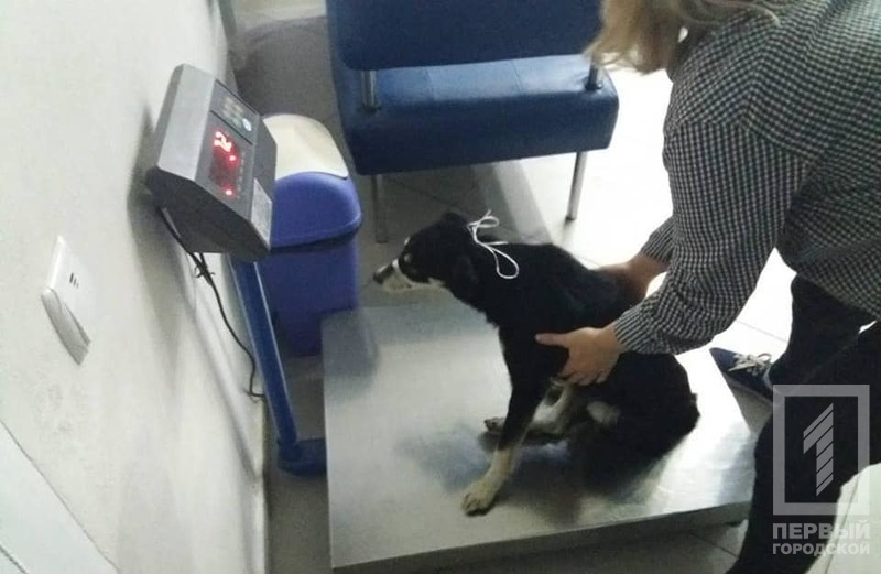 %d0%bf%d1%91%d1%81%d0%b8%d0%ba%d0%b83