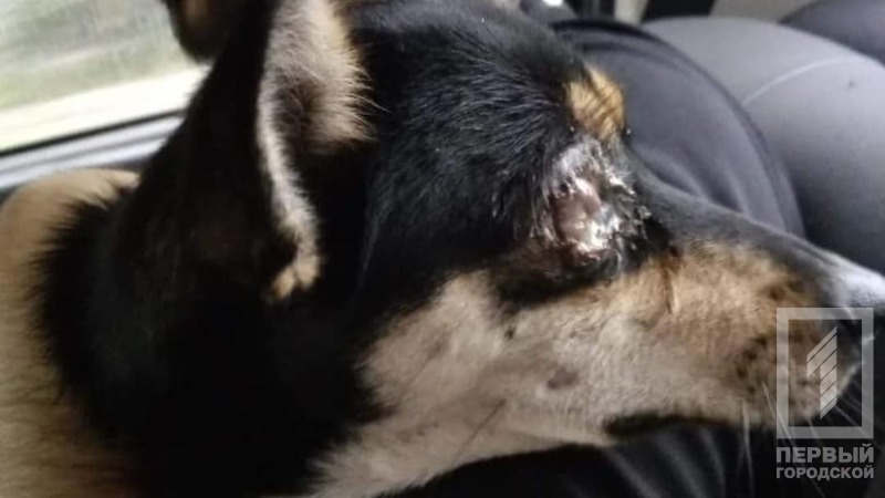 %d0%bf%d1%91%d1%81%d0%b8%d0%ba%d0%b84