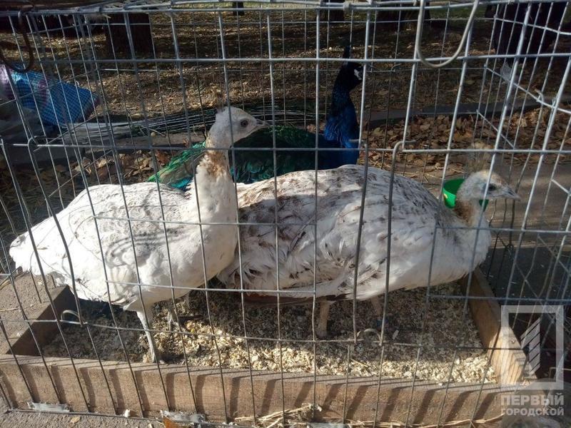 %d0%bf%d1%82%d0%b8%d1%86%d1%8b1