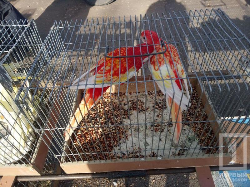 %d0%bf%d1%82%d0%b8%d1%86%d1%8b2