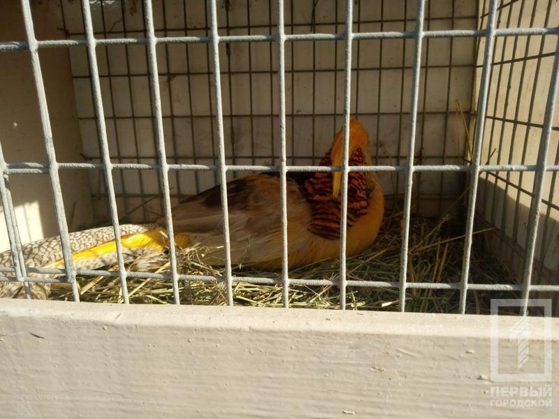 %d0%bf%d1%82%d0%b8%d1%86%d1%8b3