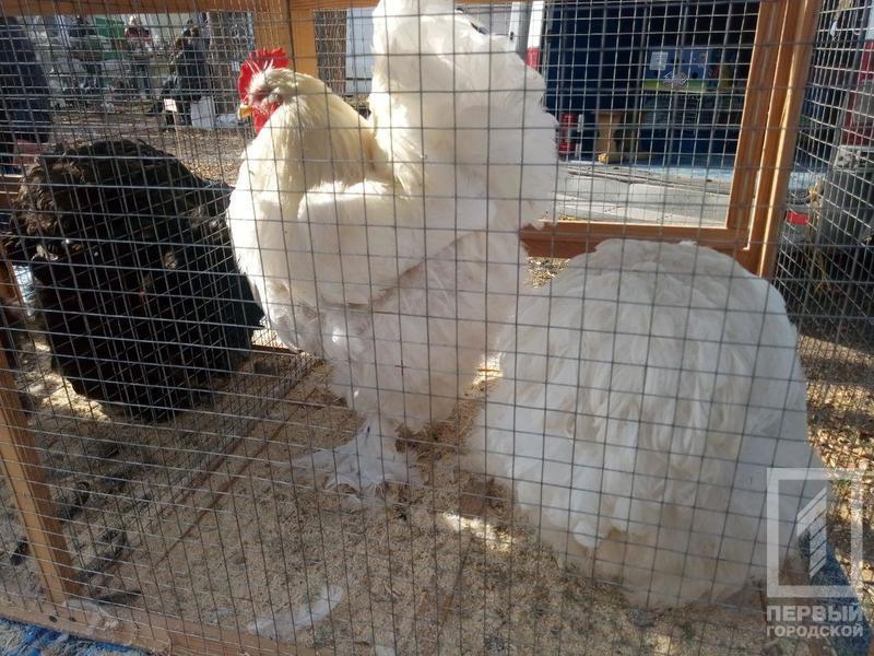 %d0%bf%d1%82%d0%b8%d1%86%d1%8b4