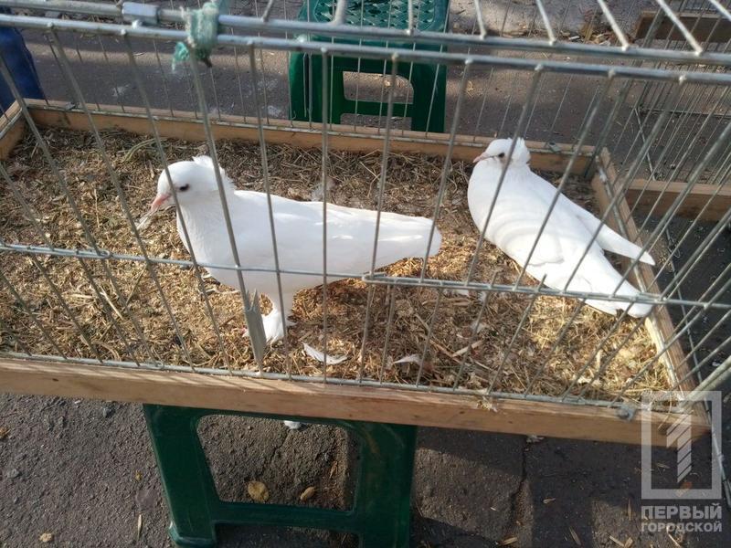 %d0%bf%d1%82%d0%b8%d1%86%d1%8b5