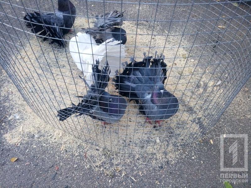 %d0%bf%d1%82%d0%b8%d1%86%d1%8b6