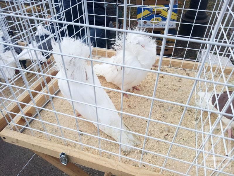 %d0%bf%d1%82%d0%b8%d1%86%d1%8b7