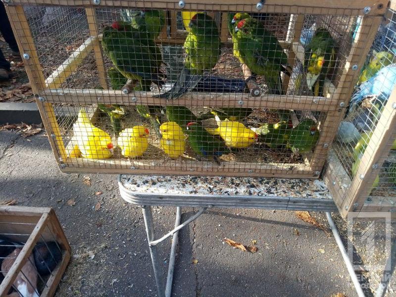 %d0%bf%d1%82%d0%b8%d1%86%d1%8b9