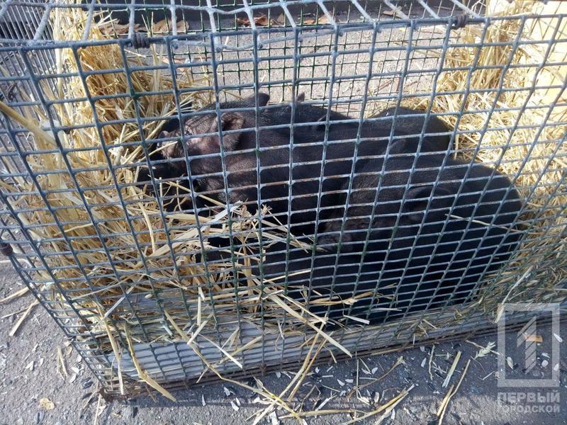 %d0%bf%d1%82%d0%b8%d1%86%d1%8b11