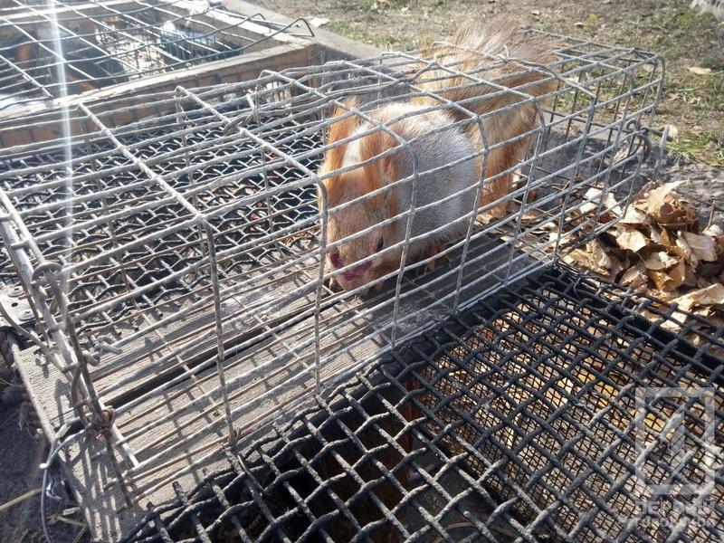 %d0%bf%d1%82%d0%b8%d1%86%d1%8b12