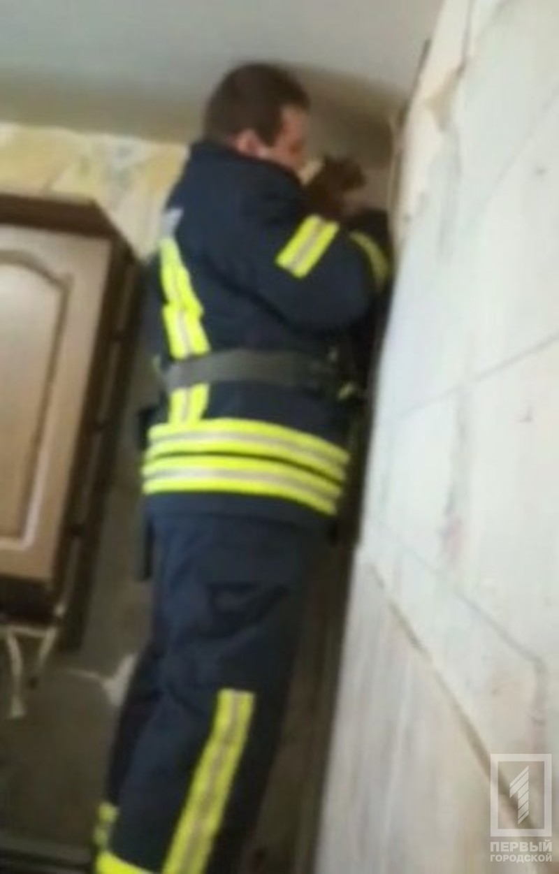 %d0%ba%d0%be%d1%82%d0%b5%d0%bd%d0%be%d0%ba %d1%81%d0%bf%d0%b0%d1%81%d0%b0%d1%82%d0%b5%d0%bb%d0%b8