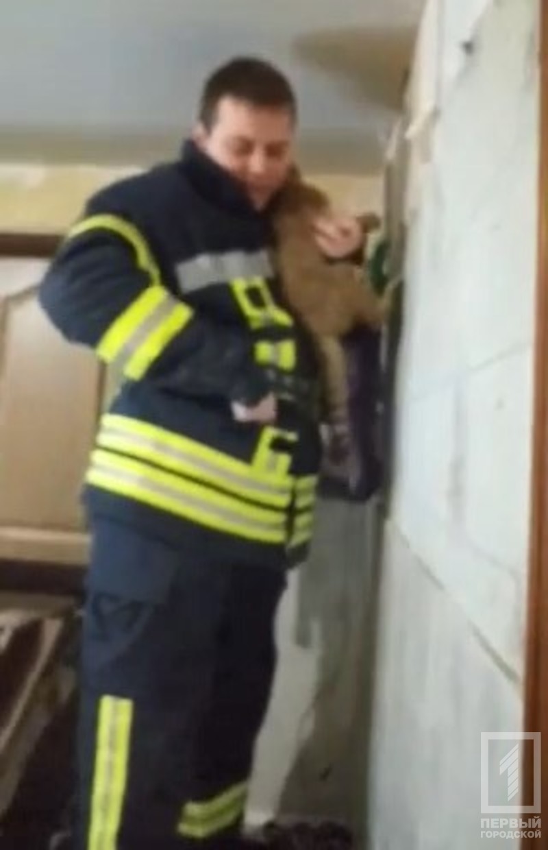 %d0%ba%d0%be%d1%82%d0%b5%d0%bd%d0%be%d0%ba %d1%81%d0%bf%d0%b0%d1%81%d0%b0%d1%82%d0%b5%d0%bb%d0%b81