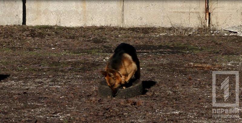 %d1%81%d0%be%d0%b1%d0%b0%d0%ba%d0%b81