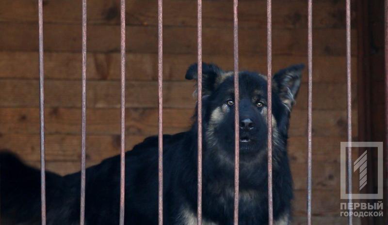 %d1%81%d0%be%d0%b1%d0%b0%d0%ba%d0%b85