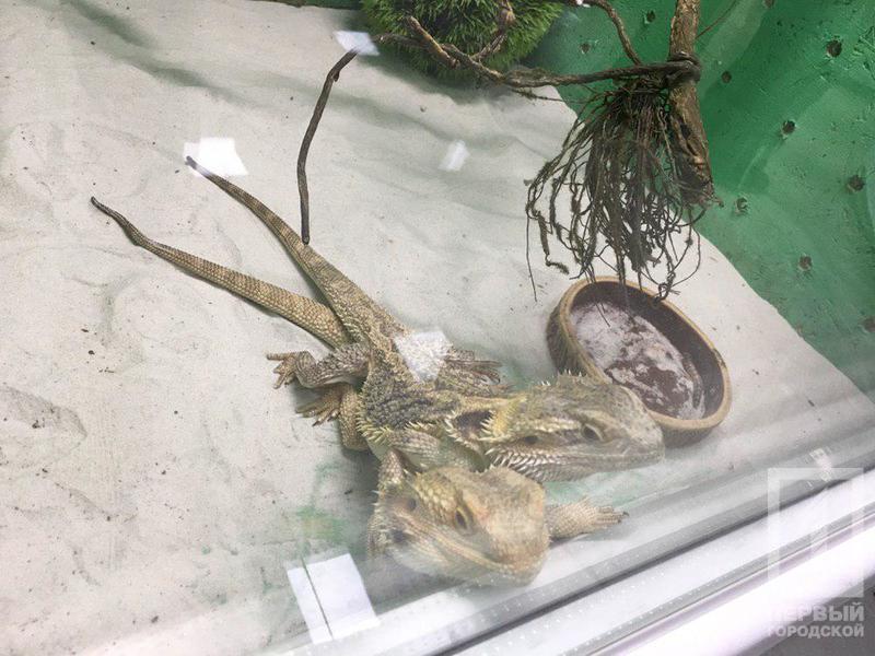 %d0%b2%d1%8b%d1%81%d1%82%d0%b0%d0%b2%d0%ba%d0%b09