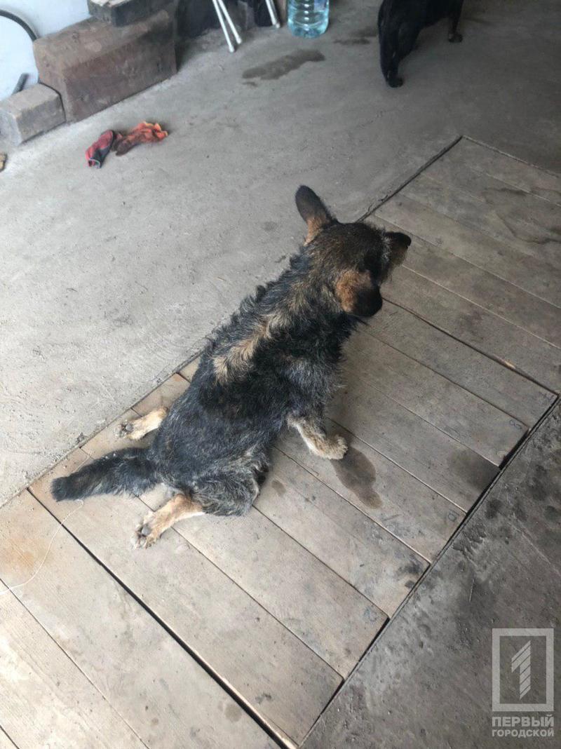 %d1%81%d0%be%d0%b1%d0%b0%d1%87%d0%ba%d0%b0