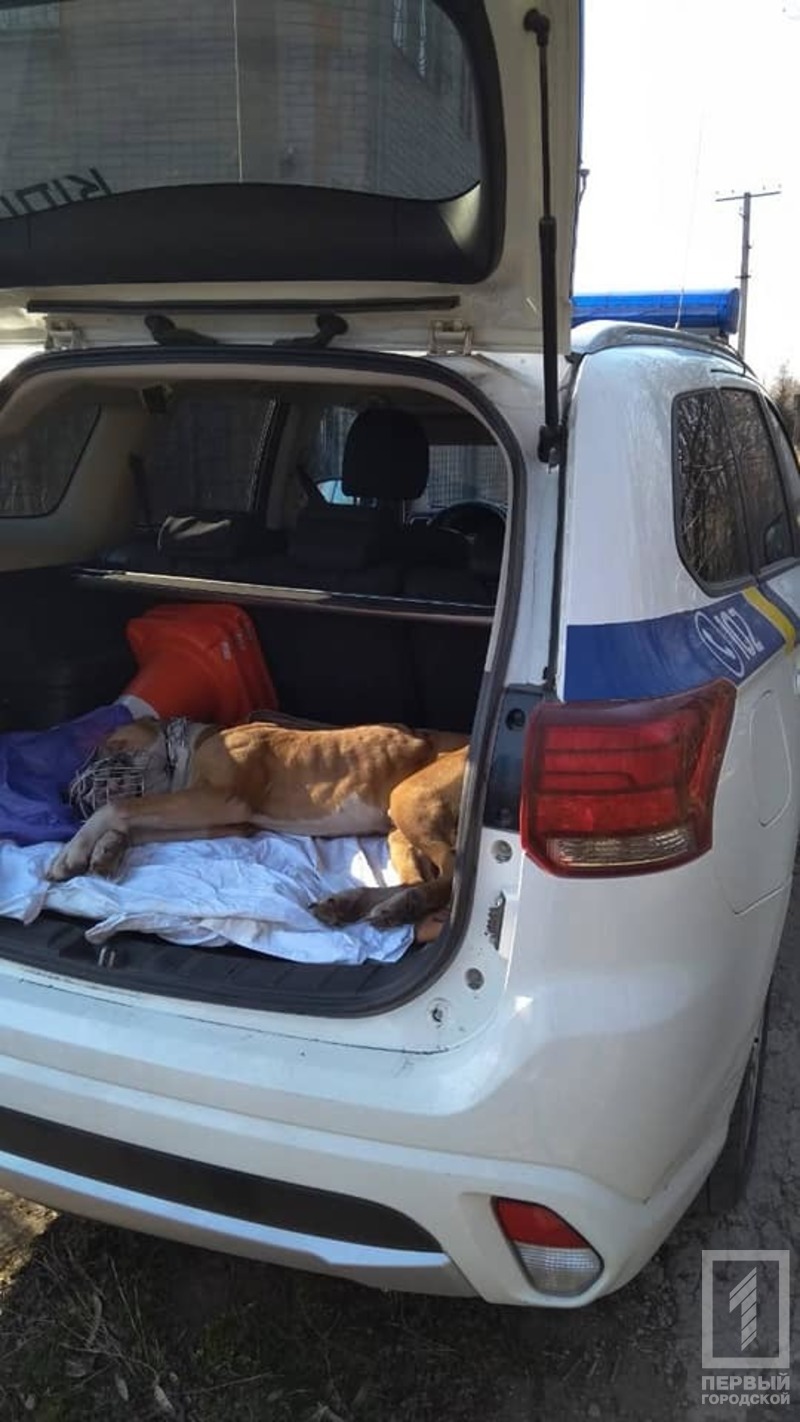 %d1%81%d0%be%d0%b1%d0%b0%d0%ba%d0%b01