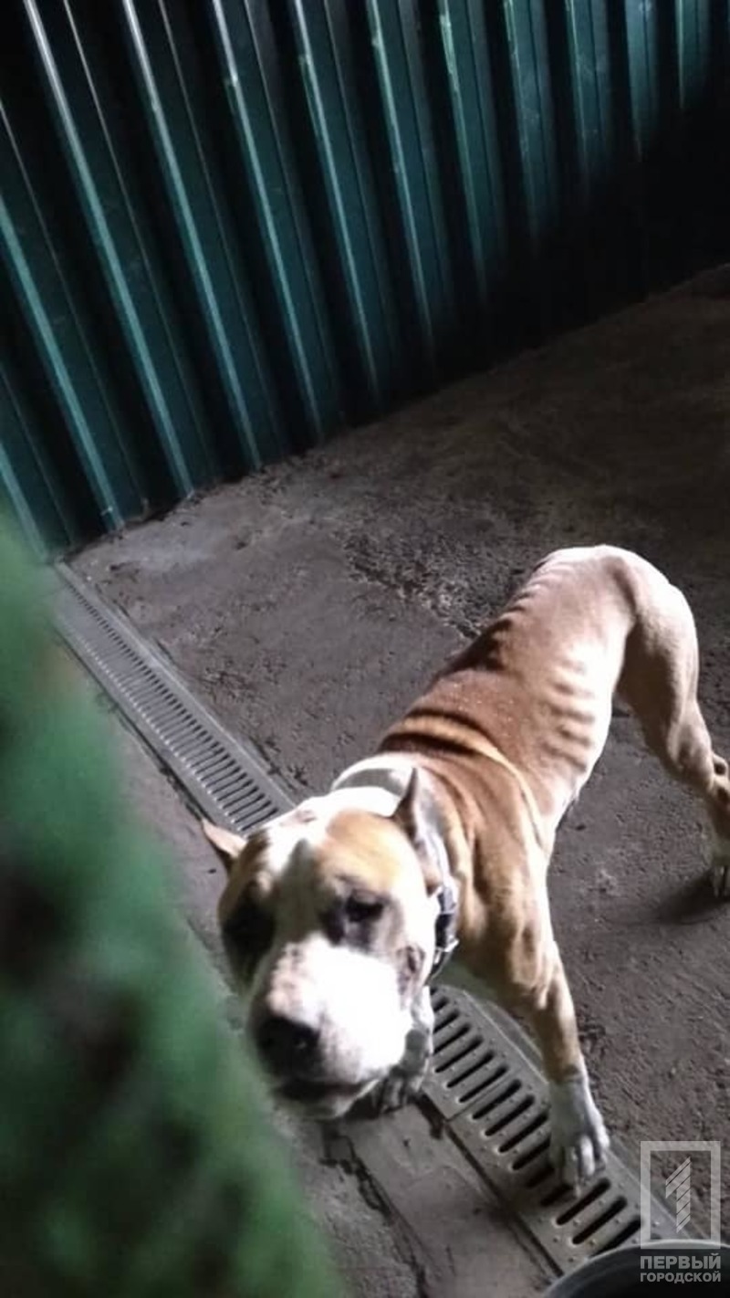 %d1%81%d0%be%d0%b1%d0%b0%d0%ba%d0%b02