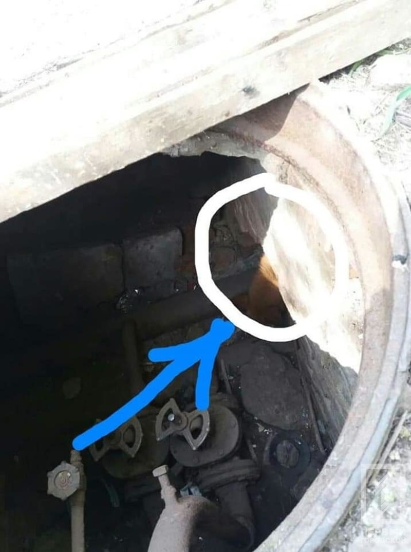 %d1%81%d0%be%d0%b1%d0%b0%d0%ba%d0%b0 %d0%ba%d0%be%d0%bb%d0%be%d0%b4%d0%b5%d1%862